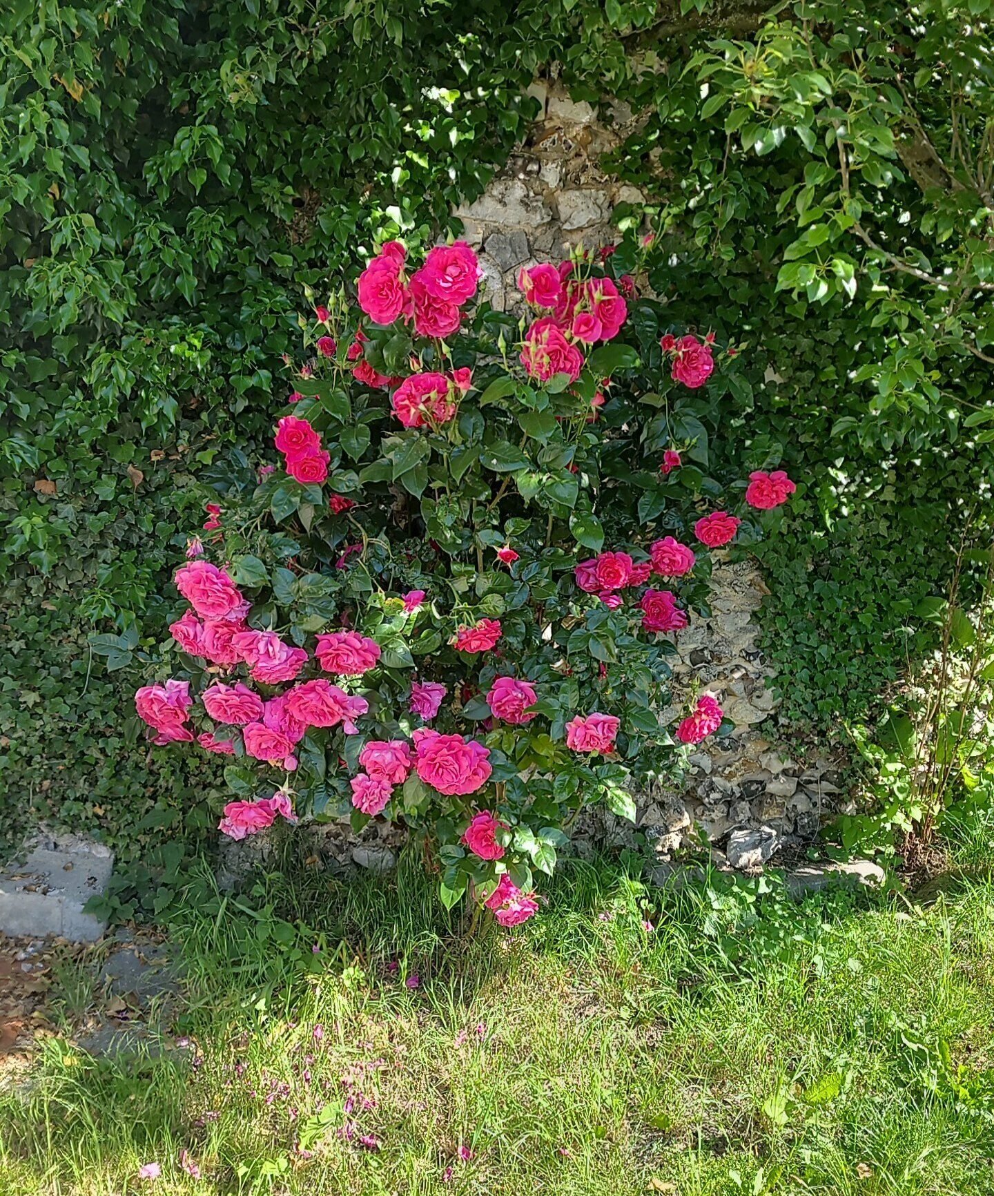 Les rosiers du jardin