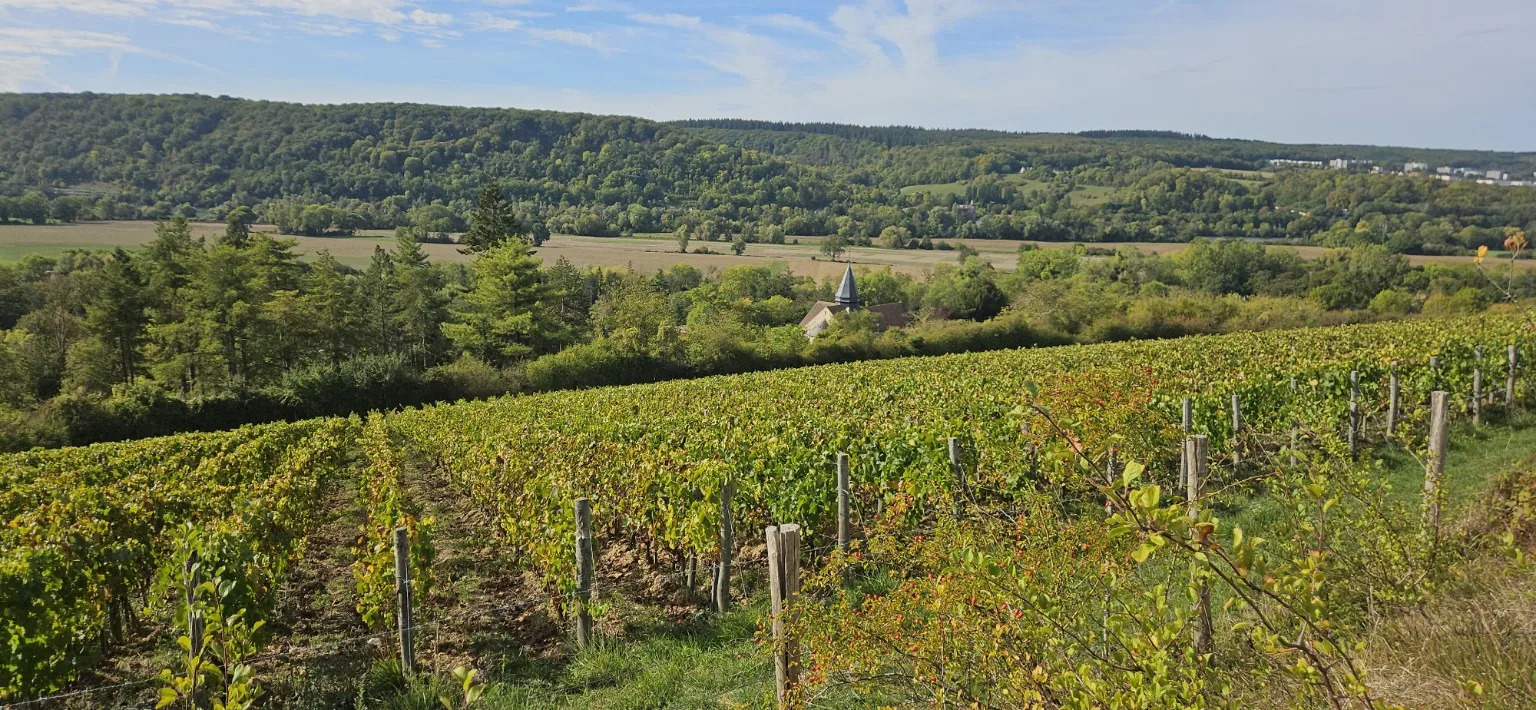 Petit vignoble sur les coteaux de Giverny avec l’église Sainte-Radegonde en contrebas
